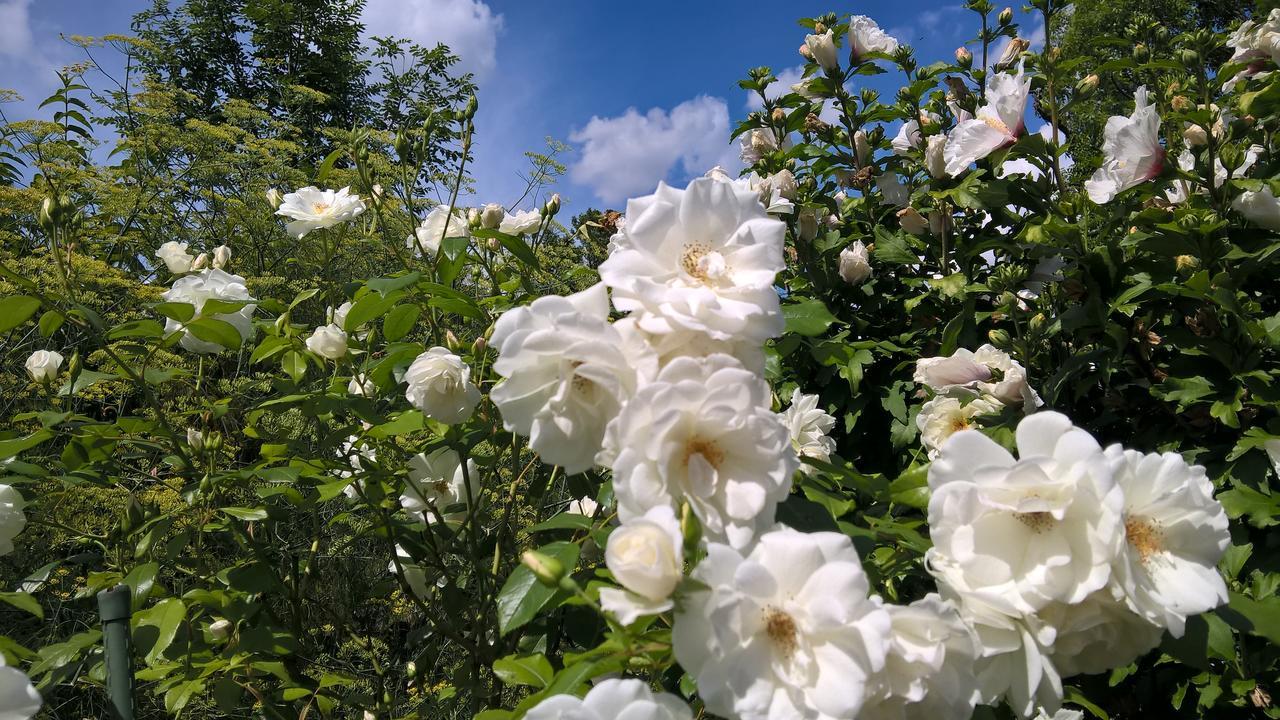 Das Kleine Hotel Iphofen, Fruehstueckszauber, No Waste, Nachhaltig, Nahe Aller Weingueter, Knauf Gips Kg Und Connekt, Kleines Secret Mit Garten & Terrassen, Tv Mirrorring, 55" Tv, Fine Dining, Hunde Willkommen Exteriér fotografie